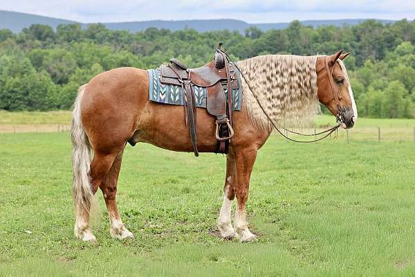 ranch-versatility-draft-horse
