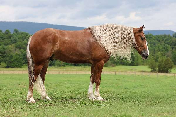 ranch-draft-horse