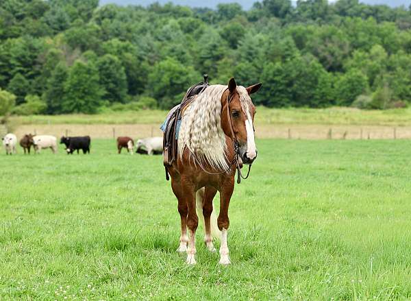 ranch-work-draft-horse