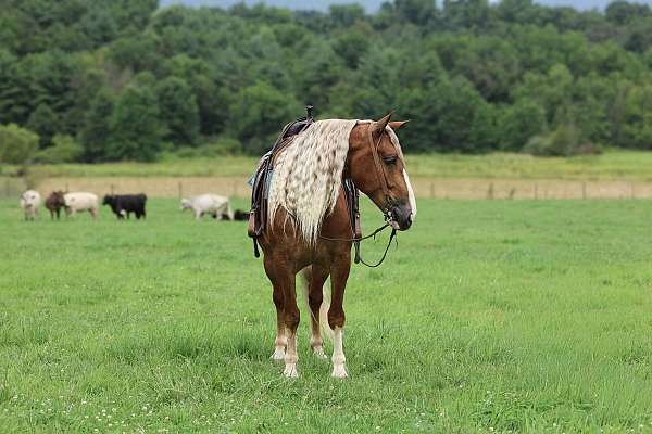 roping-draft-horse