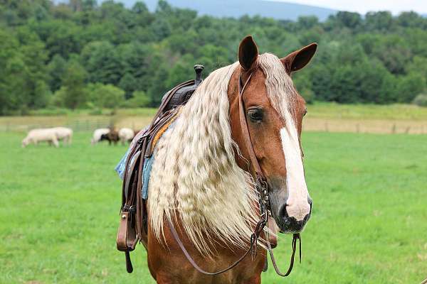 show-draft-horse