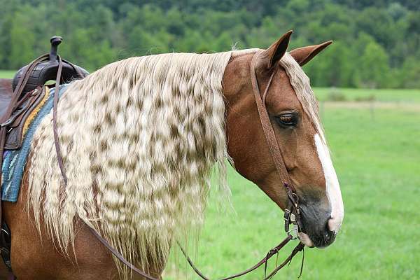 trail-draft-horse