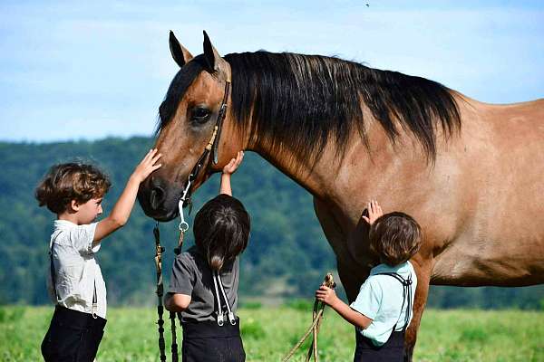 athletic-quarter-horse