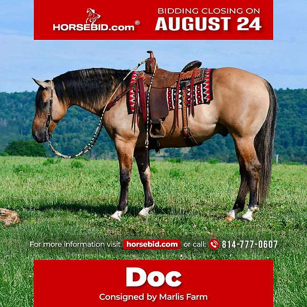 all-around-quarter-horse