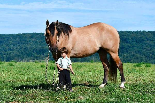 beginner-quarter-horse