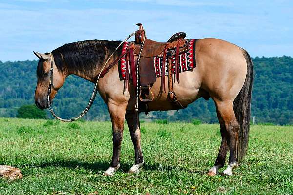 flashy-quarter-horse