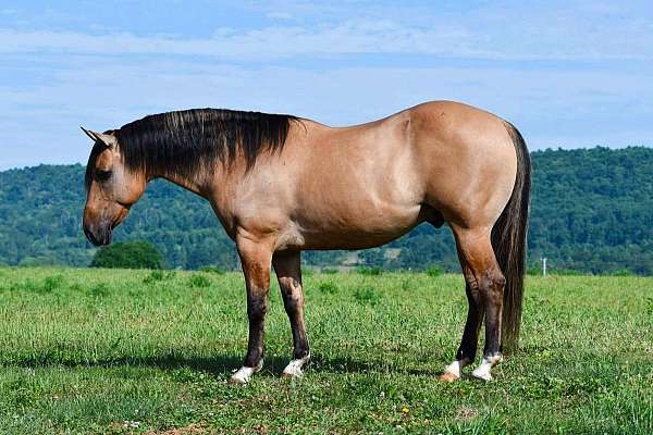 kid-safe-quarter-horse