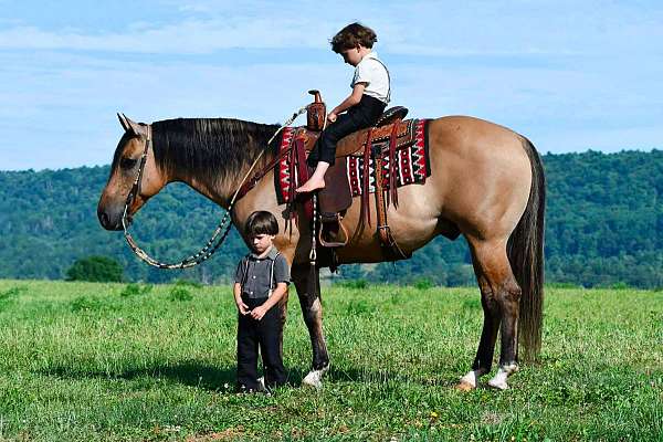 ranch-quarter-horse