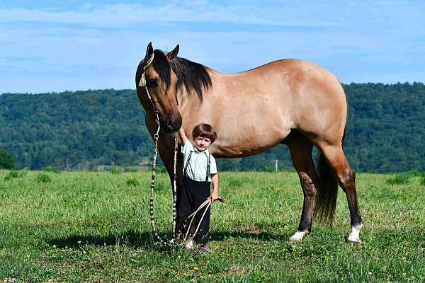 ranch-versatility-quarter-horse
