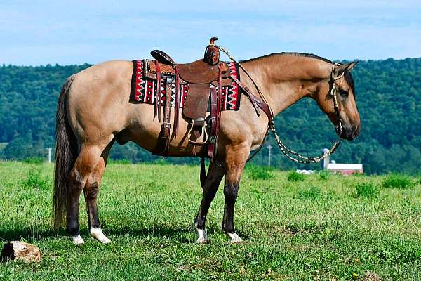 ranch-work-quarter-horse