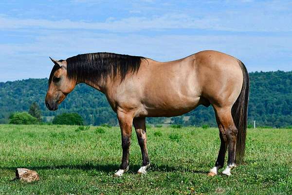 roping-quarter-horse