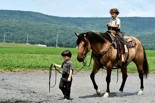 show-quarter-horse