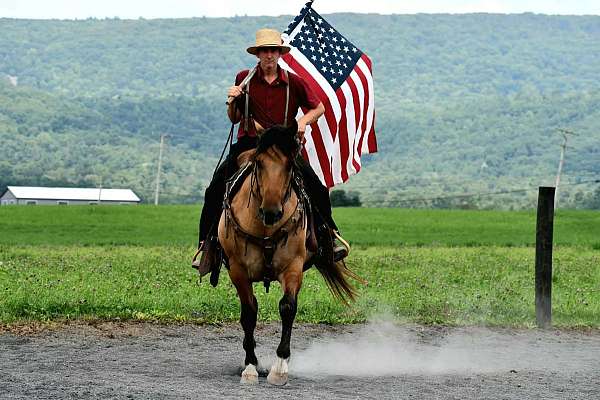 trail-quarter-horse