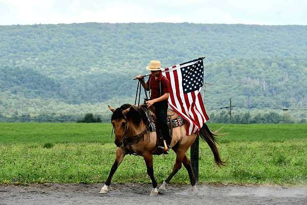 western-riding-quarter-horse