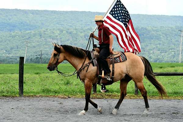working-cattle-quarter-horse