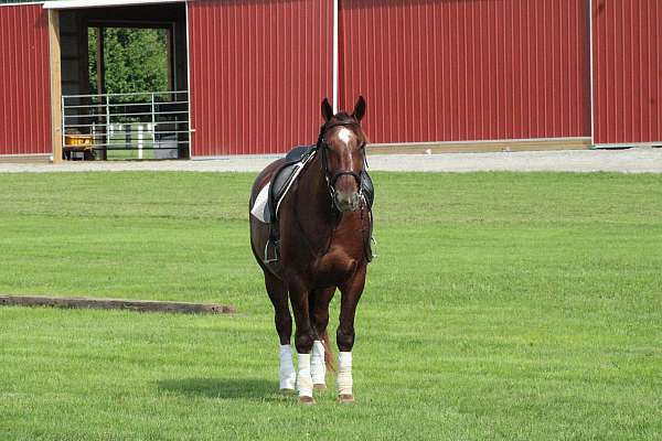 kid-safe-draft-cross-fox-hunter-jumper-gelding