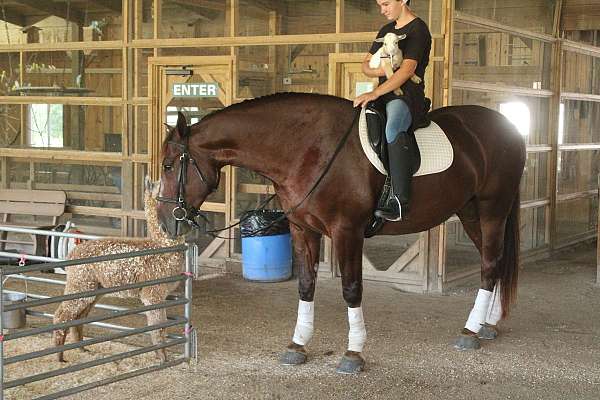 chestnut-star-horse