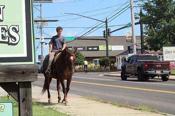 all-around-draft-horse