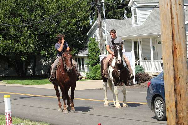 athletic-draft-horse