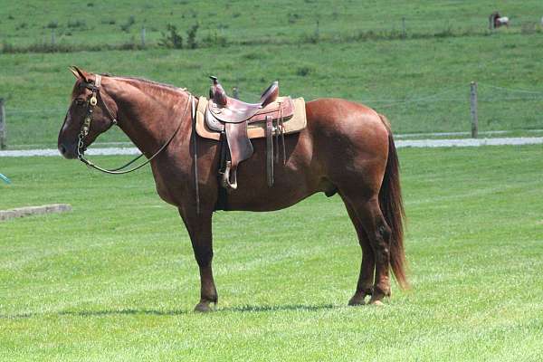 draft-horse
