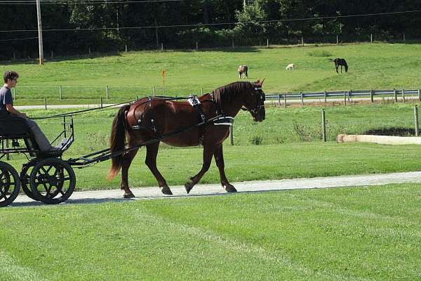 driving-draft-horse