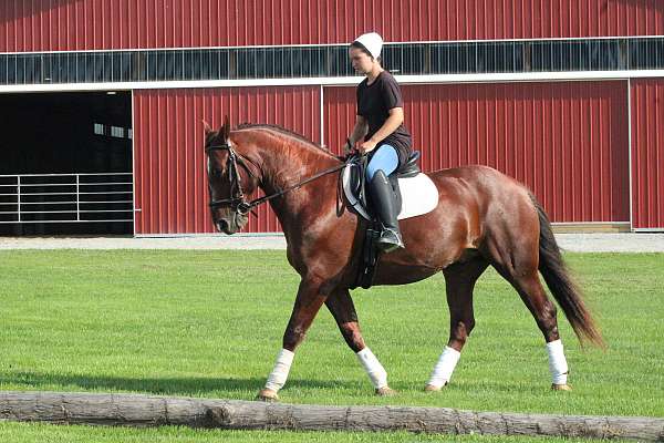 jumper-draft-horse