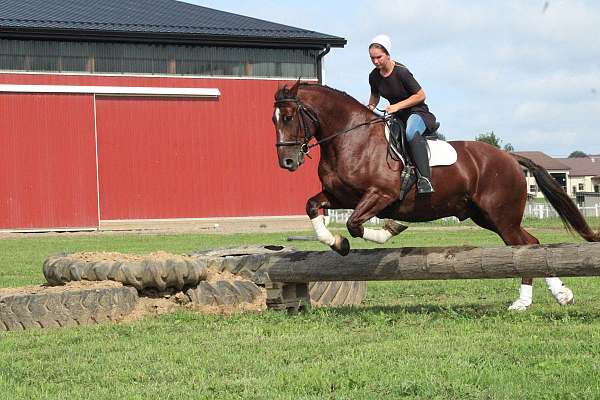 jumping-draft-horse
