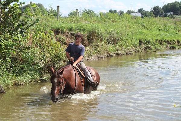 mounted-patrol-draft-horse