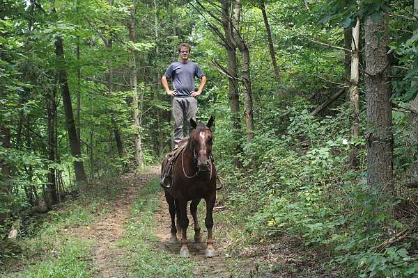 parade-draft-horse