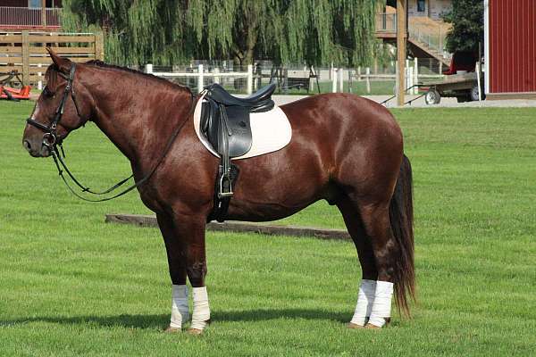star-horse
