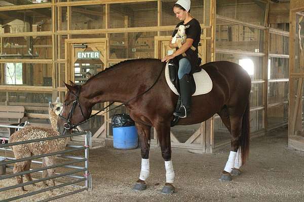 horsemanship-draft-horse