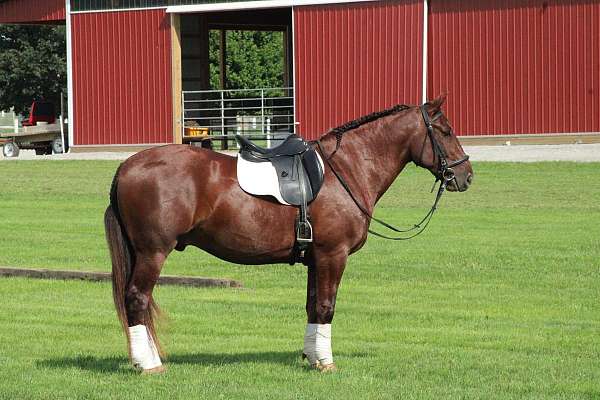 kid-safe-draft-cross-fox-hunter-jumper-horse