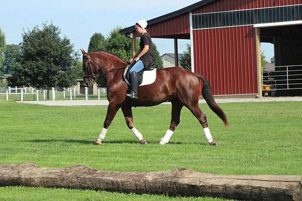 kid-safe-draft-horse