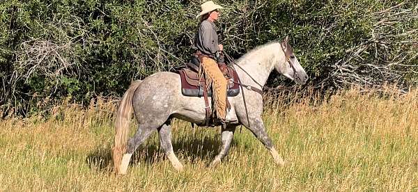 1-pastern-pony