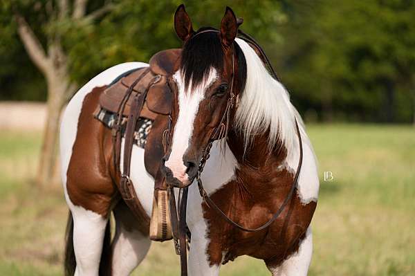 athletic-paint-horse
