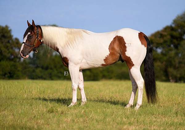 flashy-paint-horse