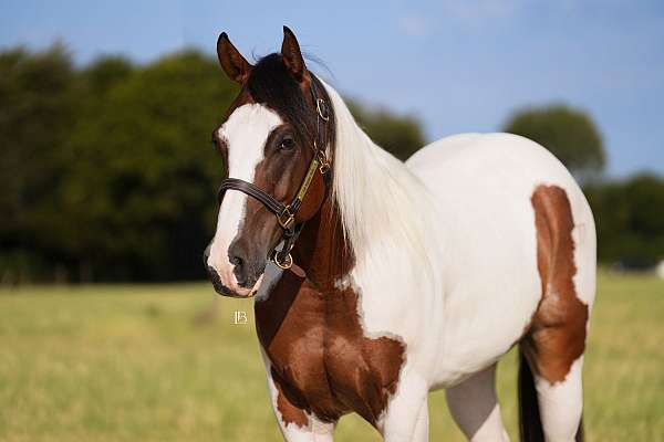 ranch-work-paint-horse