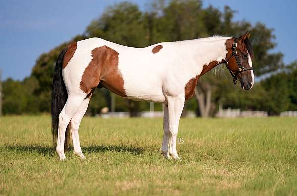 husband-safe-paint-horse