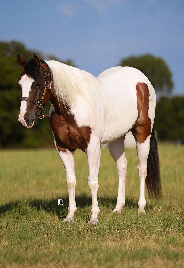 ranch-paint-horse