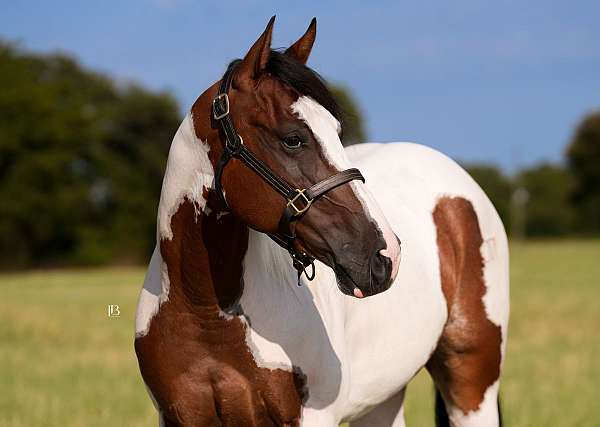 show-paint-horse