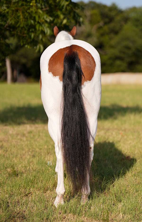 trail-paint-horse