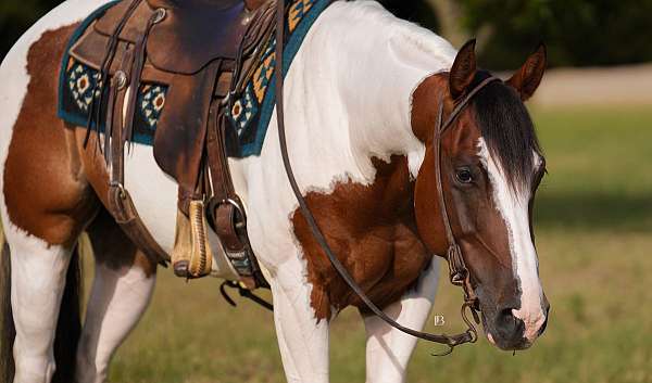 western-riding-paint-horse