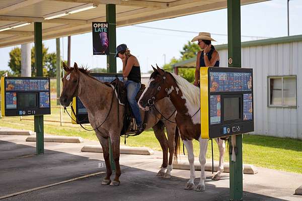 pinto-paint-gelding