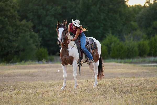 pinto-all-around-horse