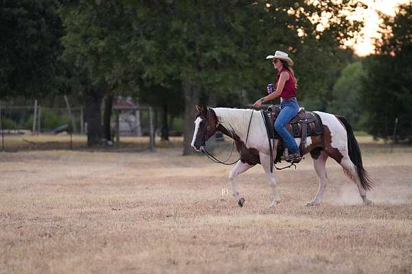 pinto-athletic-horse