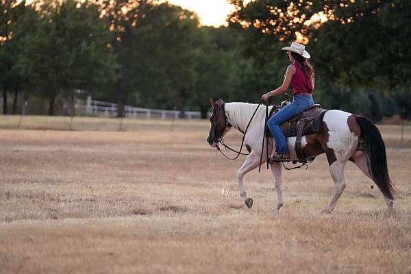 pinto-flashy-horse