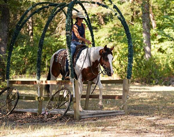 working-cattle-paint-horse