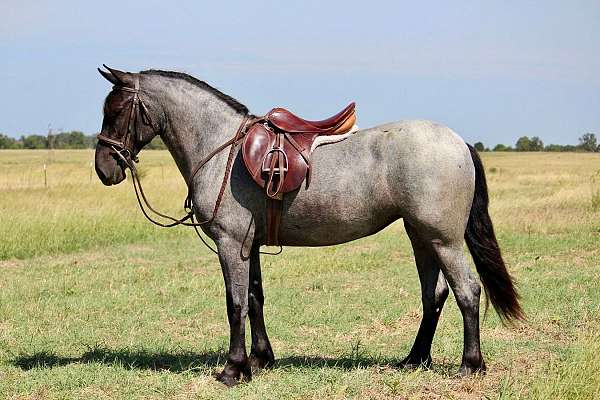 beginner-pony