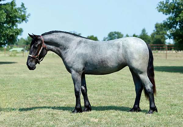 project-pony