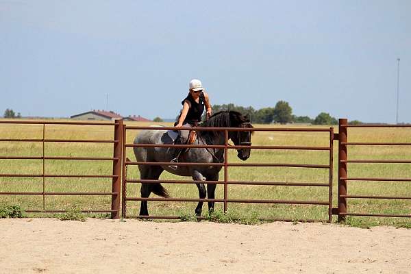 show-pony